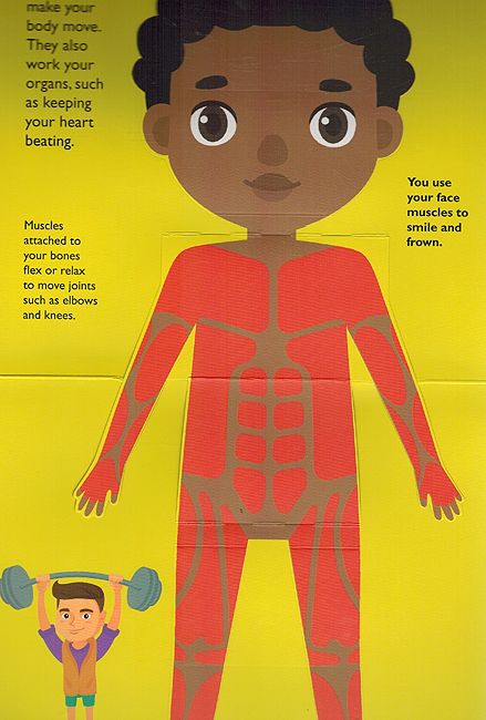 Amazing Pop Ups: Human Body (image 2)