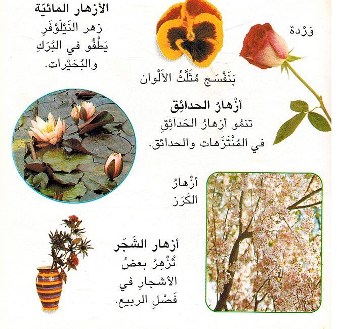 Kitabi al-Awal: al-Iazhar - كتابي الاول : الازهار (image 3)