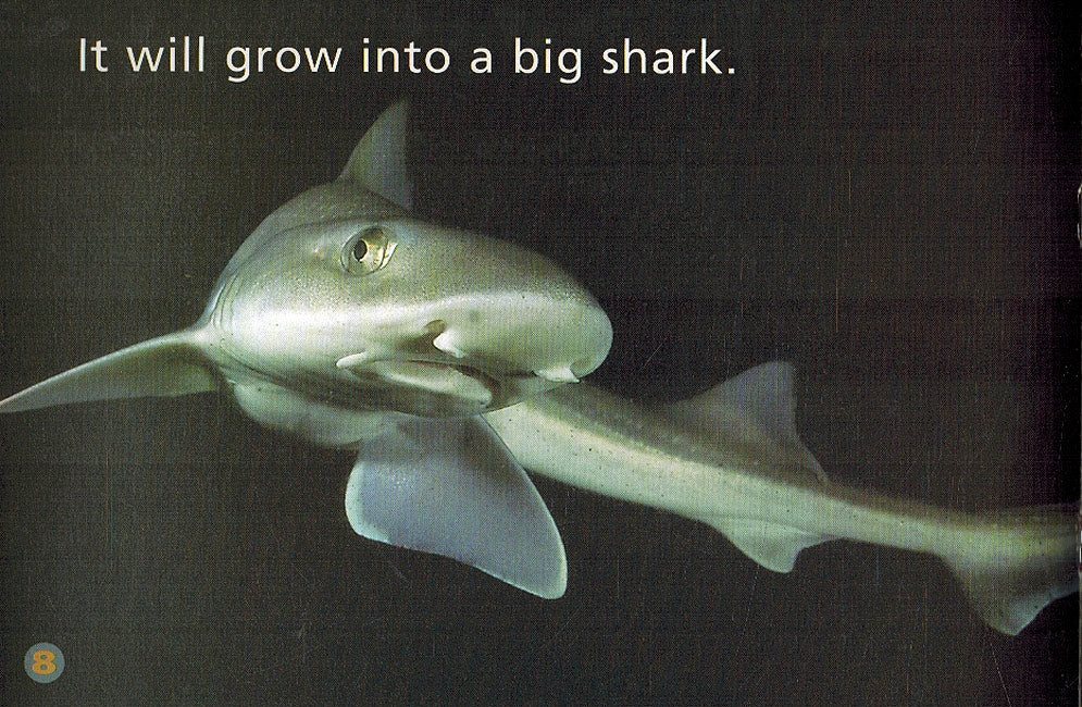Level 3 - The Baby Shark (image 3)
