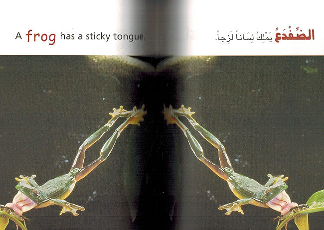 Level 9 - A Frog Has a Sticky Tongue (image 3)