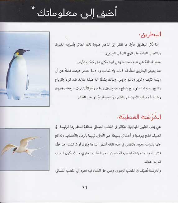 Madha Law Nasiya al-Batriq an Yadbut Munabbih al-Sa'ah? ماذا لو نسي البطريق أن يضبط منبه الساعه؟ (image 4)