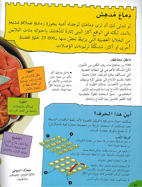 Mashrua Jism al-Insan مشاريع وعلوم للصغار مشروع جسم الانسان (image 3)