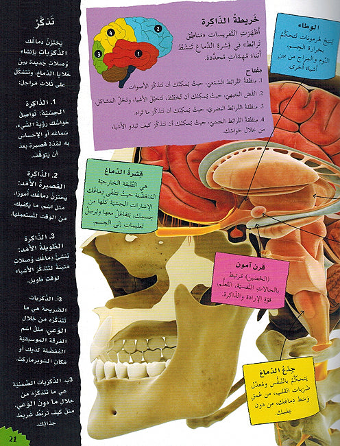 Mashrua Jism al-Insan مشاريع وعلوم للصغار مشروع جسم الانسان (image 4)