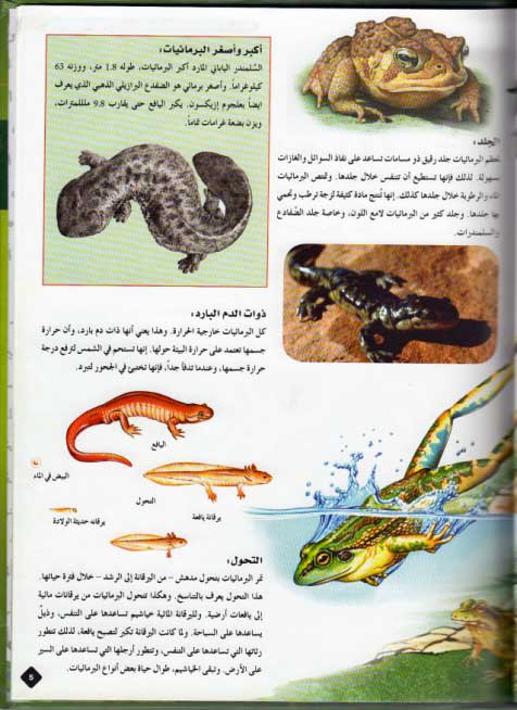 Mawsu'at al-Hayawan: al-Barma'iyat البرمائيات (image 3)