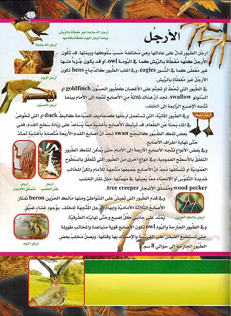 Mawsu'at al-'Ilmiyah lil-Tullab : Alam al-Tuyur الموسوعة العلمية للطلاب : عالم الطيور (image 3)