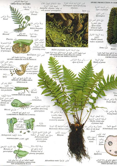 Mawsu'at al-Mushahadat al-'eiania: al-Nabatat موسوعة المشاهدة العيانية: النباتات (image 3)