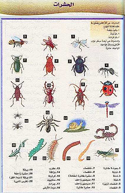 Zad al-Tollab Arabic-Arabic Dictionary زاد الطلاب : قاموس مصور بالالوان، عربي-عربي (image 3)